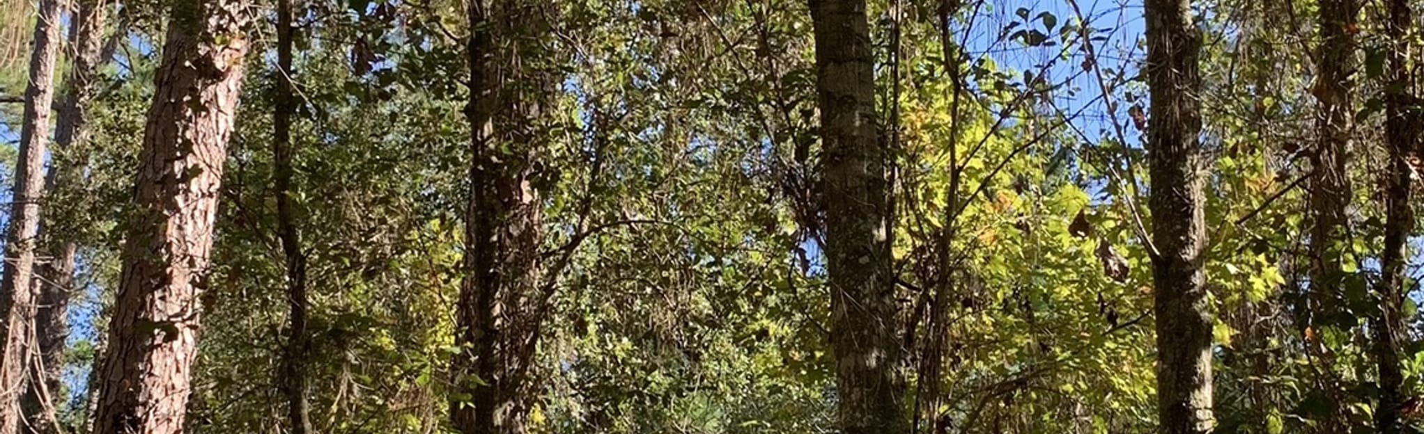 Green Swamp Withlacoochee Trail - EyJidWNrZXQiOiJhc3NldHMuYWxsdHJhaWxzLmNvbSIsImtleSI6InVwbG9hZHMvcGhvdG8vaW1hZ2UvNDI3NTk4NzAvNzY3MzBkNWIwNjdjOTkyOGVhNzRmMWM0ODJiZmVjOTkuanBnIiwiZWRpdHMiOnsidG9Gb3JtYXQiOiJqcGVnIiwicmVzaXplIjp7IndpZHRoIjoyMDQ0LCJoZWlnaHQiOjYyNCwiZml0IjoiY292ZXIifSwicm90YXRlIjpudWxsLCJqcGVnIjp7InRyZWxsaXNRdWFudGlzYXRpb24iOnRydWUsIm92ZXJzaG9vdERlcmluZ2luZyI6dHJ1ZSwib3B0aW1pc2VTY2FucyI6dHJ1ZSwicXVhbnRpc2F0aW9uVGFibGUiOjN9fX0=