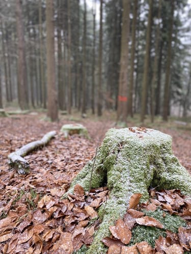 Rundweg Bayerische Schanz