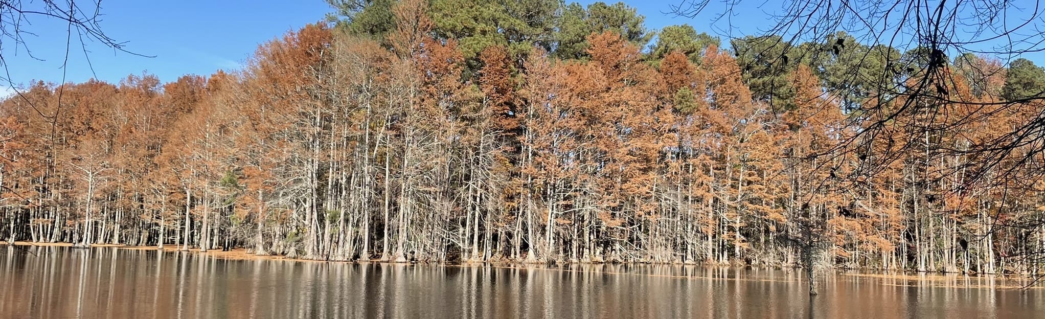 Mazarick Park Loop 202 Reviews, Map North Carolina AllTrails