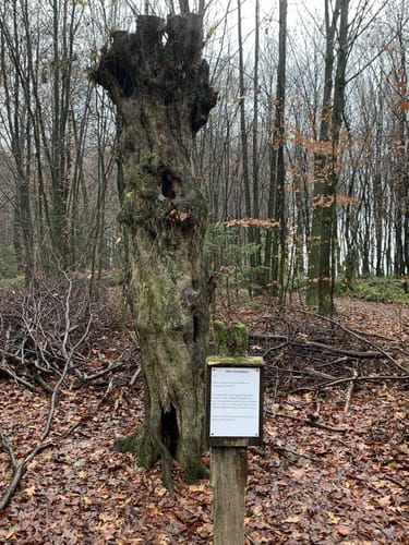 Um die Wiehler Tropfsteinhöhle und den Wildpark