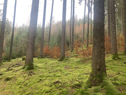 Rundwanderweg Abtsteinach 3: Lichtenklinger-Weg