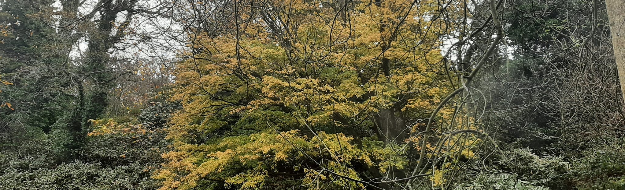 St Peters Valley and Arboretum Circular 6 foto Baliato di Jersey