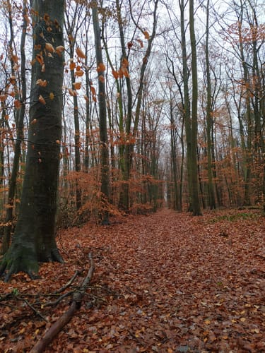 Waldrunde Seebad Rüdersdorf