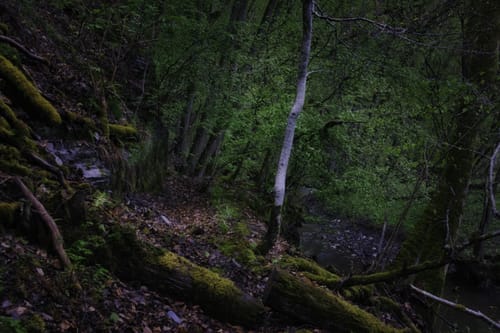 Dickschieder-Wildwechsel (Premiumwanderweg)