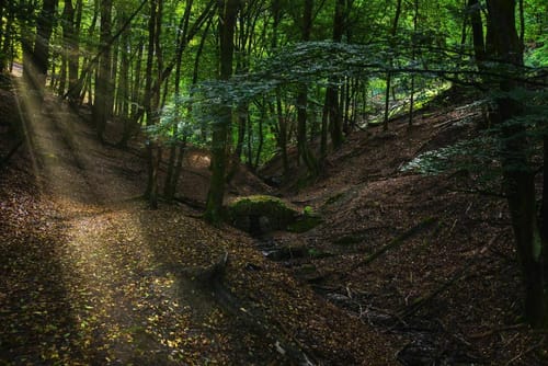 Dickschieder-Wildwechsel (Premiumwanderweg)