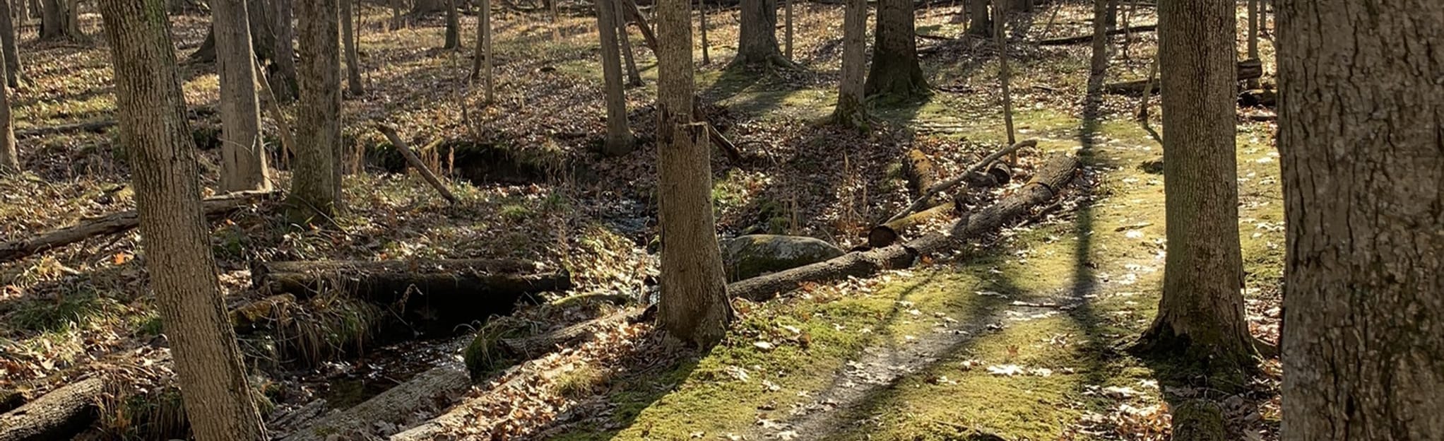 Hitchcock Woods Trail, Ohio 79 Reviews, Map AllTrails