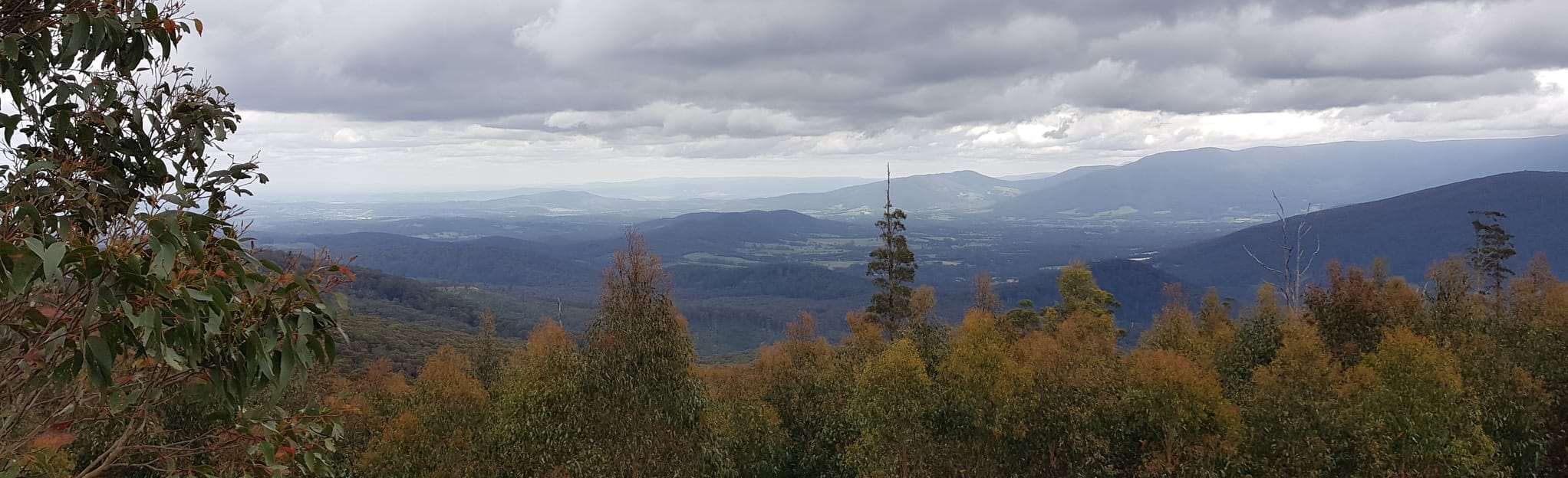 Mount Beenak Loop, Victoria, Australia 43 Reviews, Map AllTrails
