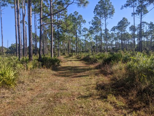 2023 Best Walking Trails in Corkscrew Regional Ecosystem Watershed ...