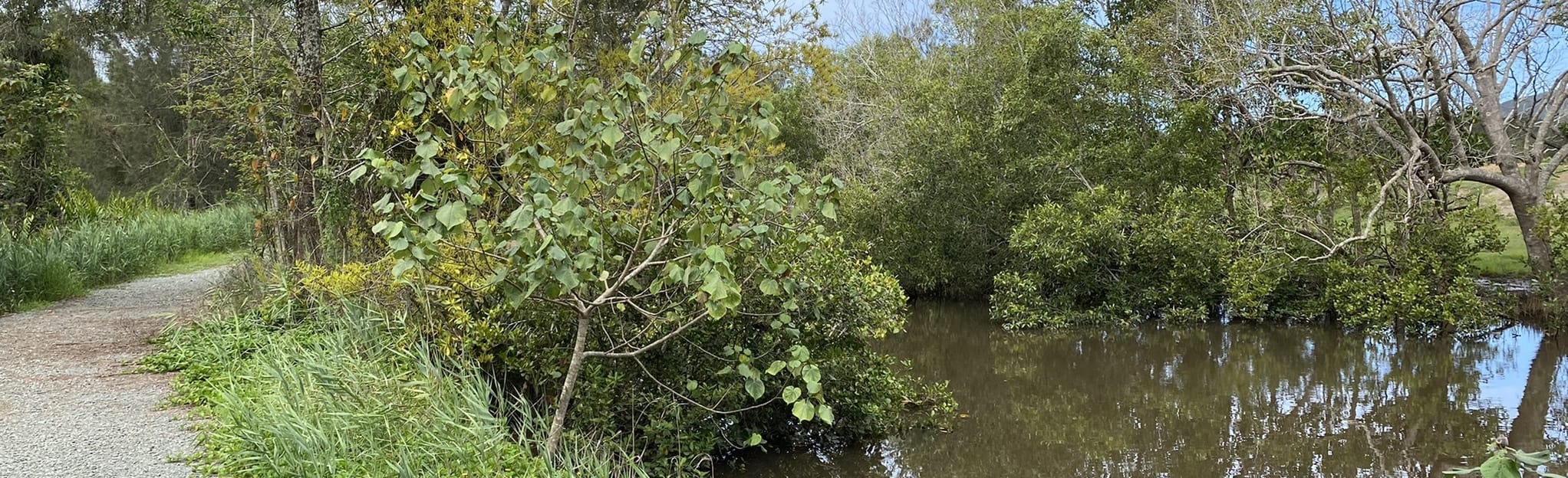 Yandina Creek Wetland, Queensland, Australia 12 Reviews, Map AllTrails