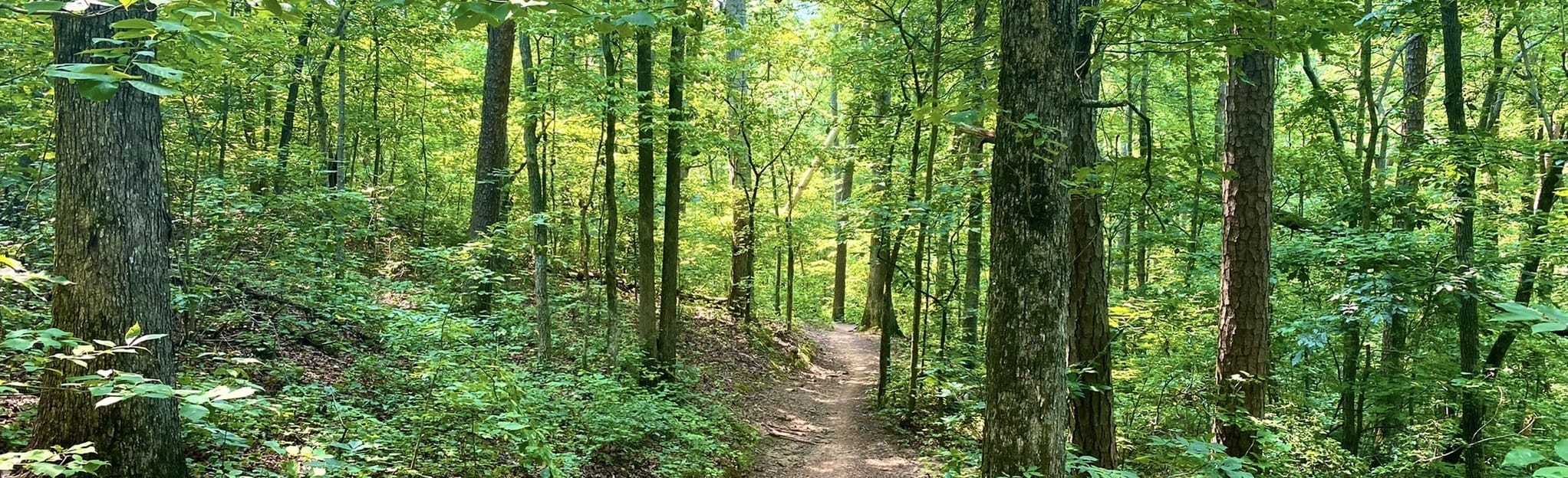 Dogwood, Hidden Spring, Rolling Green Loop 190 foto's Tennessee