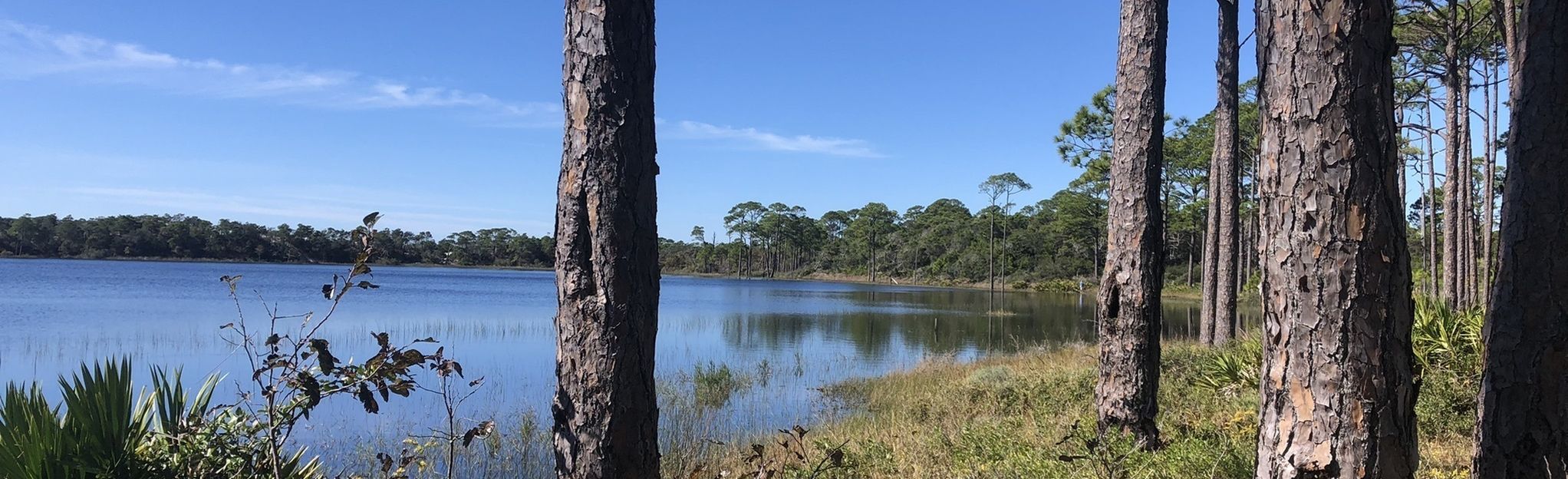 Topsail Hill Deer Track Trail: 18 Reviews, Map - Florida | AllTrails