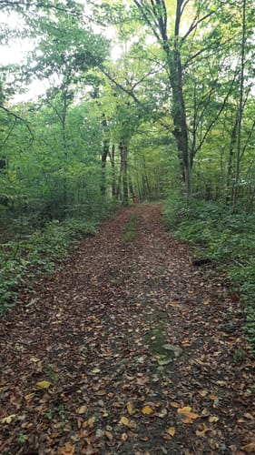 Rundwanderweg Dransfeld 10