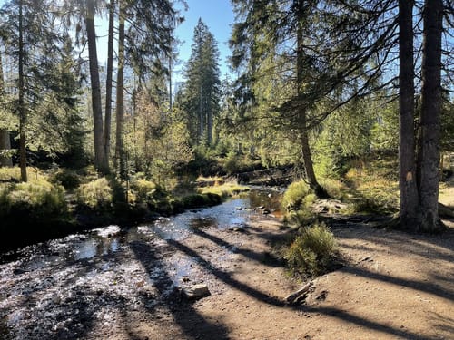 Rundwanderweg Oderteich