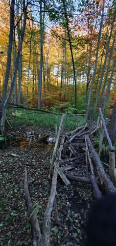 Neumühler See