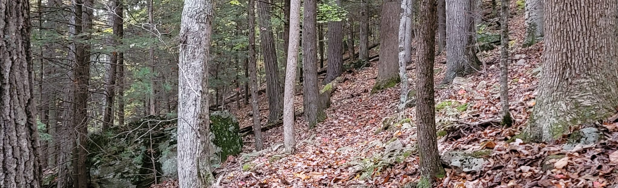 Piney Ridge Trail 24 Reviews, Map West Virginia AllTrails