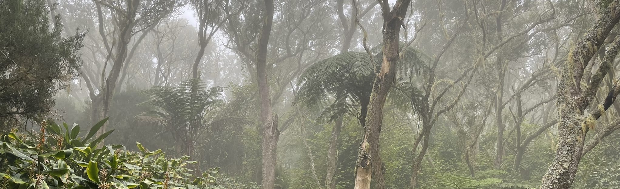 Sentier de Grande Terre Dans les Hauts du Tévelave 5 foto's Saint