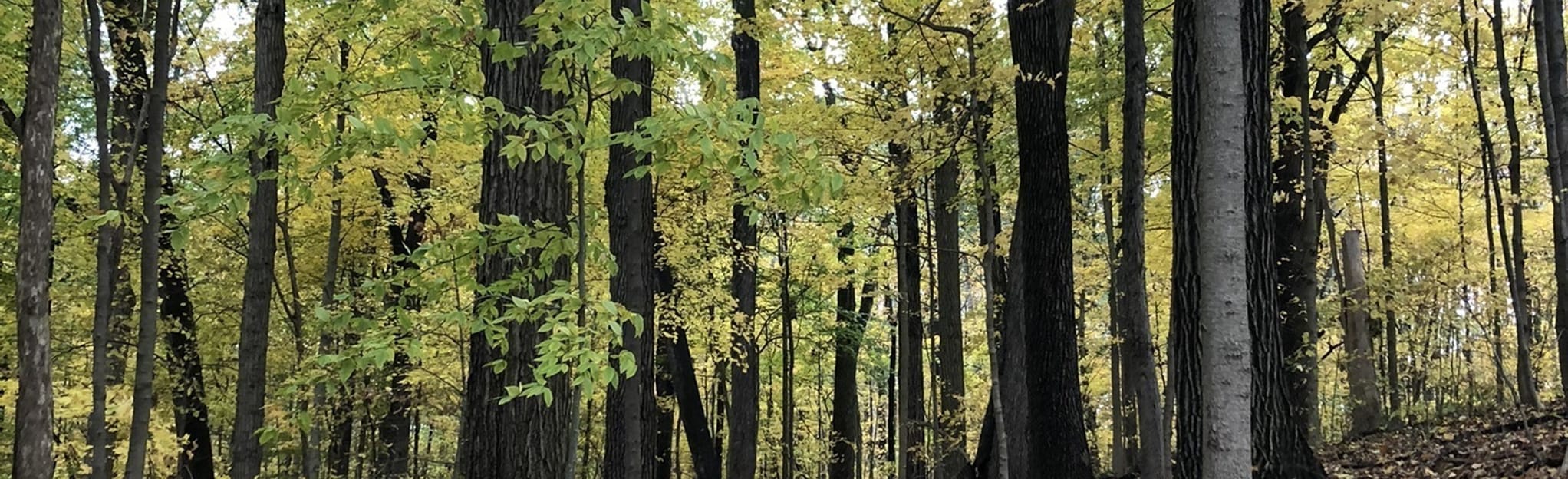 Schumacher Trail 502 Reviews, Map Ohio AllTrails