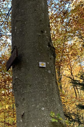 Um den Heimsheimer Reis