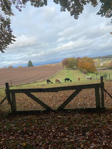 Saarwellingen - Schwarzenholz -Falscheid Rundweg