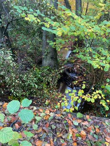 Saarwellingen - Schwarzenholz -Falscheid Rundweg