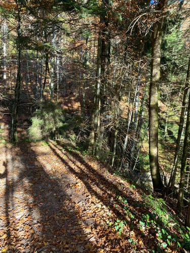 Nesslauer Alm