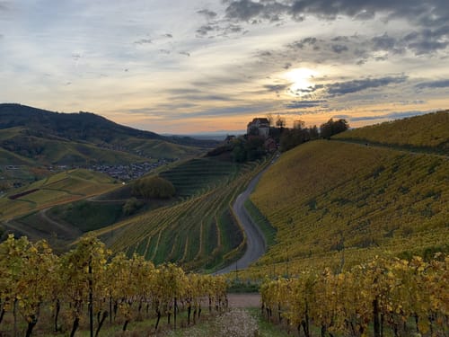 Durbacher Weinpanorama (Premiumwanderweg)