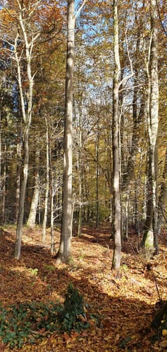 Diedorf Rundweg entlang des Kehlbachs