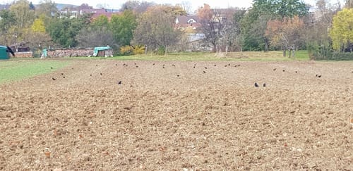 Bissingen an der Teck zum See