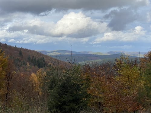 Pfälzerwald Gelber Punkt