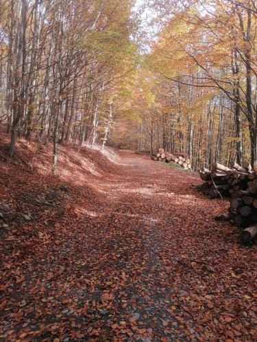 Fleckenberg Rundweg F2