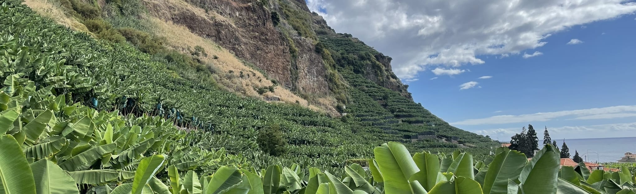 Bananas Route 64 foto's Madeira, Portugal AllTrails