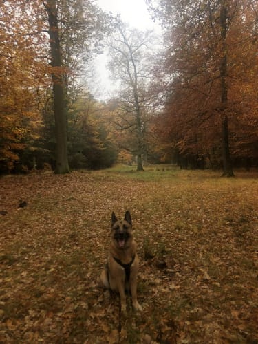 Wanderung im Sachsenwald
