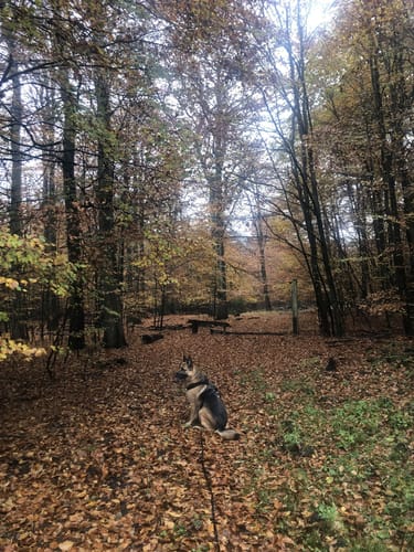 Wanderung im Sachsenwald