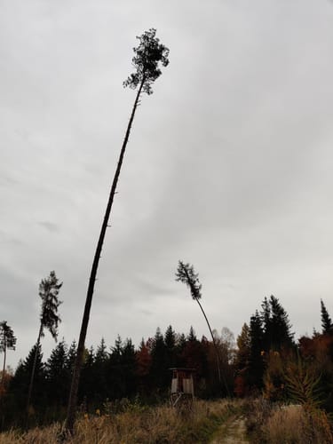 Altdorf nach Hebenstreit