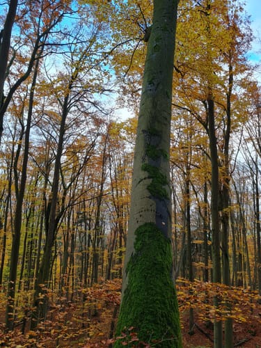 Dermbacher Klippen