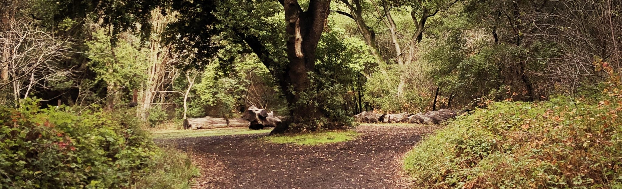 Laurel Loop Trail, California 112 Reviews, Map AllTrails