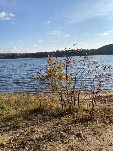 are dogs allowed at duck lake state park