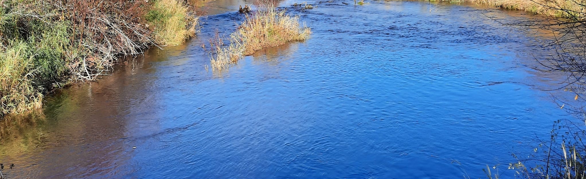 Trout Lake North Shore Trail, Washington 12 Reviews, Map AllTrails