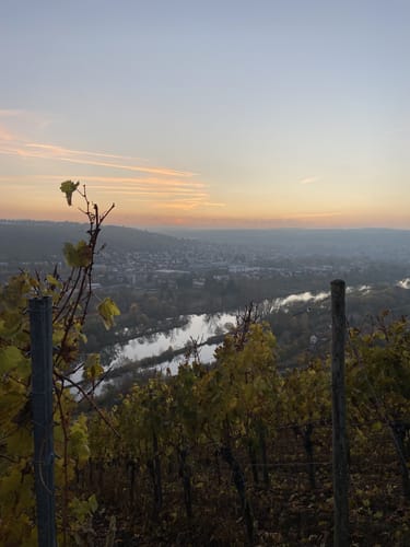 Weinberge bei Randersacker