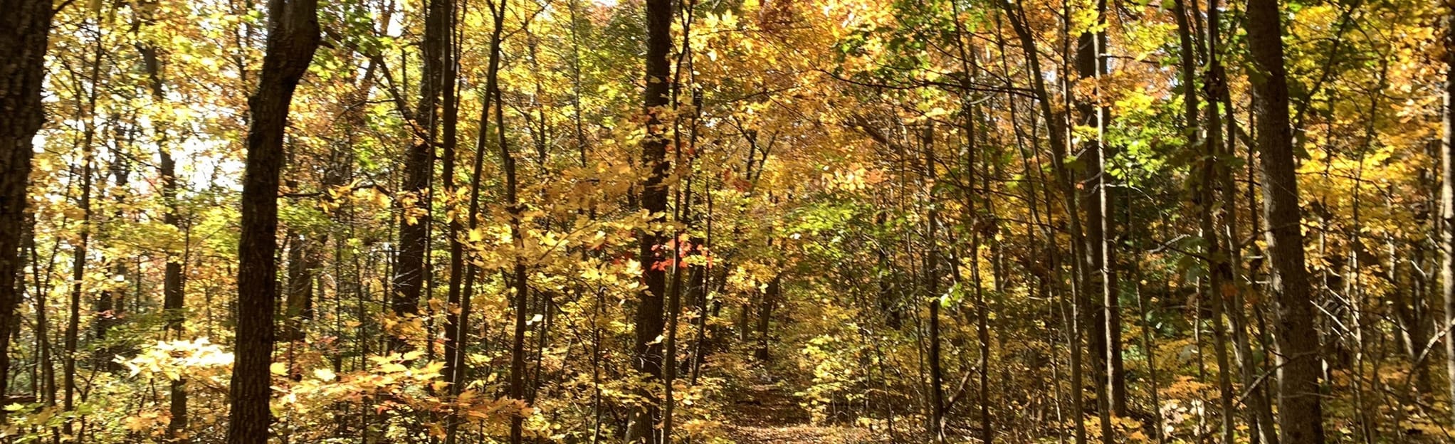 Knob Mountain via Jeremys Run and Knob Mountain Trail, Virginia 33
