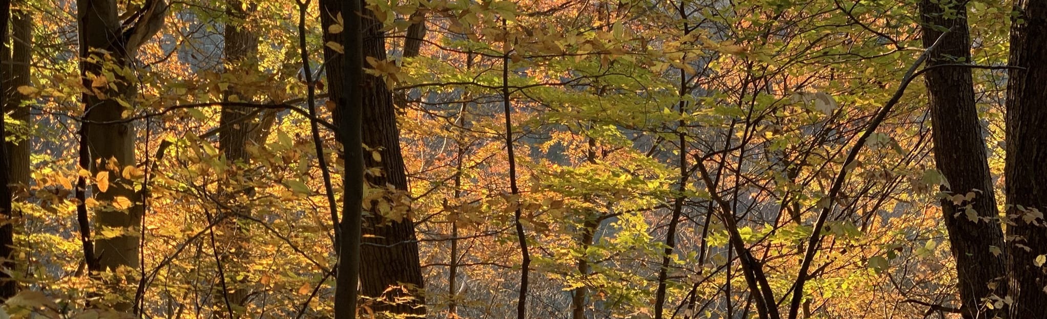 Schumacher Trail 522 Reviews, Map Ohio AllTrails