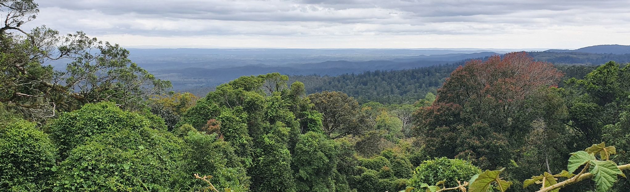 Bunya Mountains And Mount Kiangarow Lookout: 34 Reviews, Map 