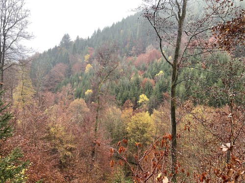 Erfenstein: Drei Burgenweg