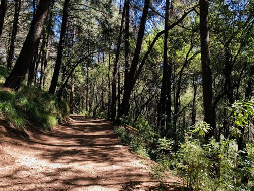 Las 10 mejores rutas por bosque en Parque Nacional Desierto de los Leones  en 2023 | AllTrails