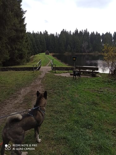 Harzer E-BIKE Treffen: 26 Km Loop
