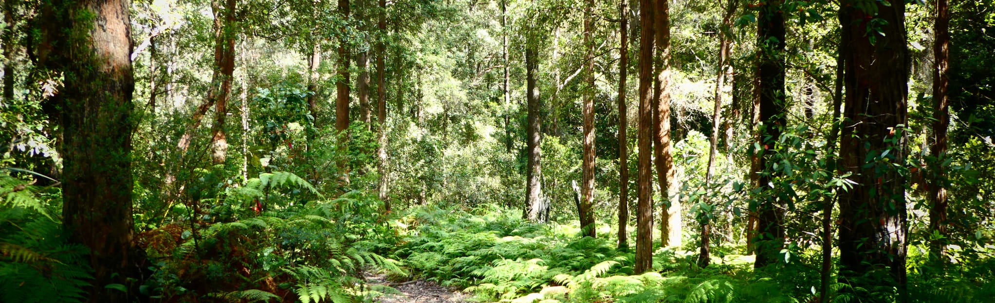 Bowen Mountain Pipeline Track, New South Wales, Australia 14 Reviews, Map AllTrails