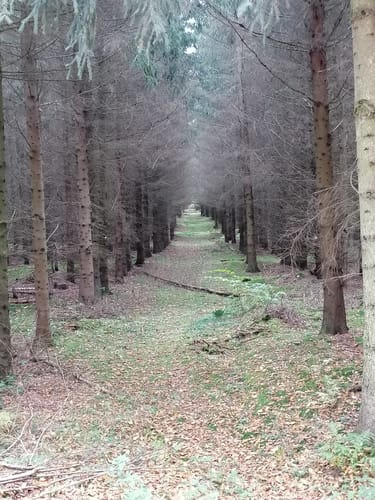Dewitzer Weg Wald Runde