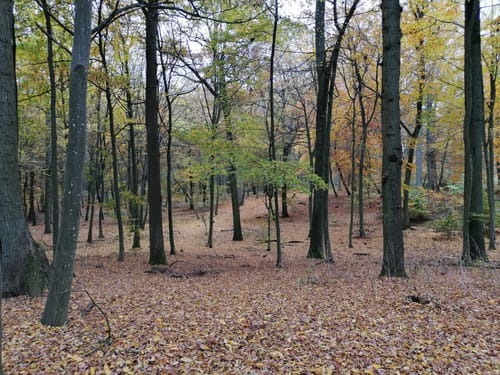 Dewitzer Weg Wald Runde