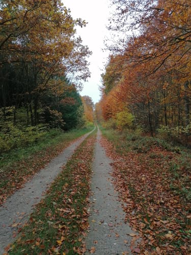 Dewitzer Weg Wald Runde