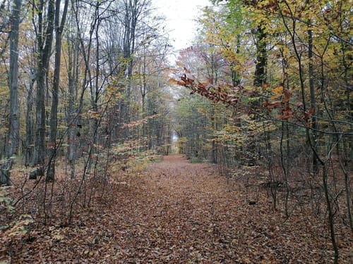 Dewitzer Weg Wald Runde